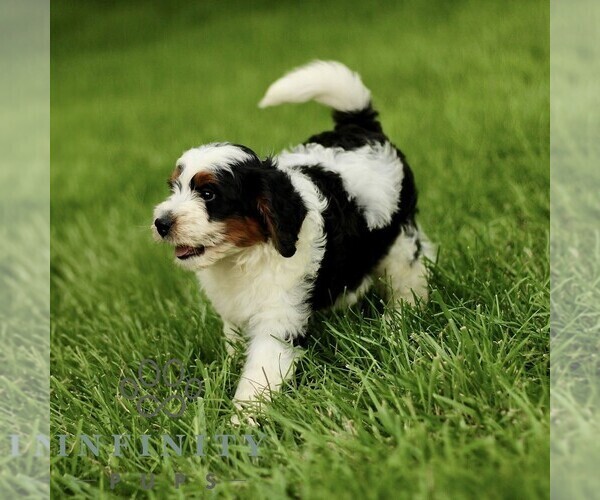 Medium Photo #3 Bernedoodle (Miniature) Puppy For Sale in NEW HOLLAND, PA, USA