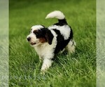 Small #2 Bernedoodle (Miniature)