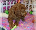 Small Photo #2 Poodle (Standard) Puppy For Sale in CLATSKANIE, OR, USA
