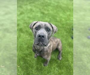 Mutt Dogs for adoption in Chula Vista, CA, USA