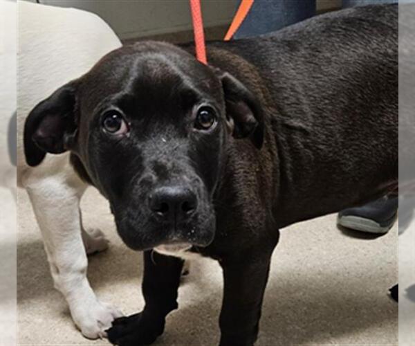 Medium Photo #1 Mutt Puppy For Sale in Bakersfield, CA, USA