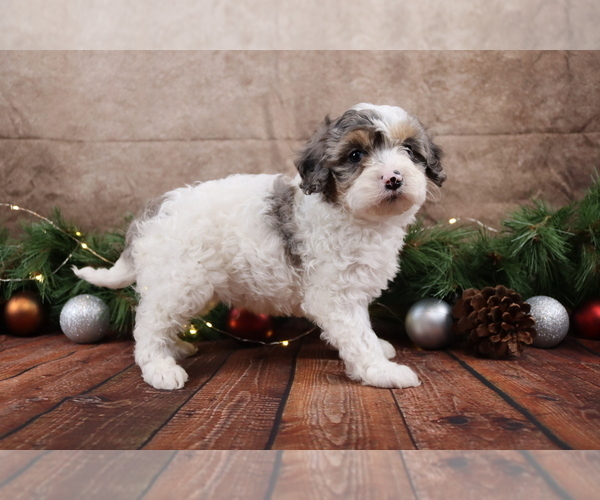 Medium Photo #4 Cavapoo (Toy) Puppy For Sale in WEST SALEM, OH, USA