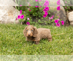 Small #2 Dachshund