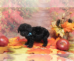Small Photo #3 Poodle (Toy) Puppy For Sale in OSCEOLA, MO, USA