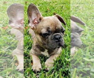 French Bulldog Puppy for sale in TAMPA, FL, USA