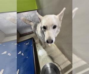 Siberian Husky Dogs for adoption in Bakersfield, CA, USA