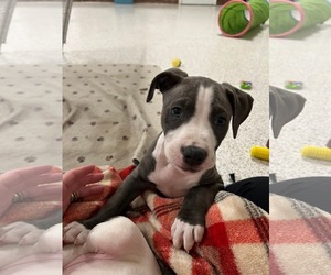 Mutt Dogs for adoption in Holly Springs, NC, USA