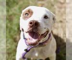 CECILIA - Female American Staffordshire Terrier-Unknown Mix Dog for Adoption - Small photo