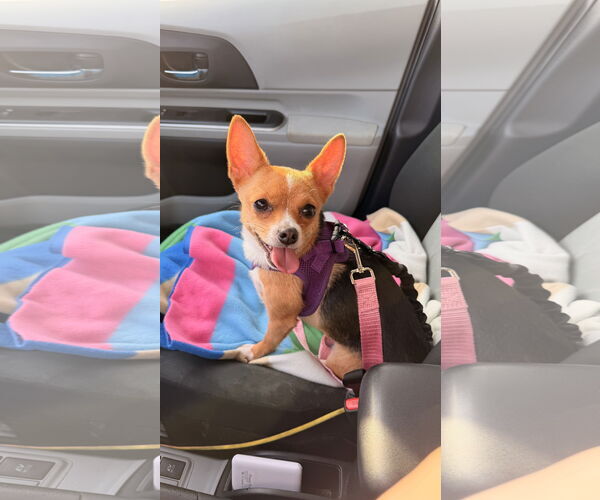 Medium Photo #2 Chihuahua Puppy For Sale in Lake Elsinore, CA, USA