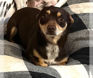 Chiweenie Dogs for adoption in Grafton, WI, USA