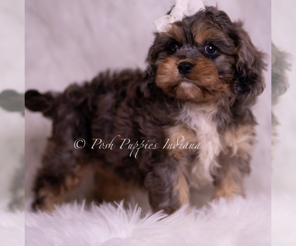 Medium Photo #102 Cavapoo (Miniature) Puppy For Sale in WARSAW, IN, USA
