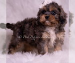 Small Photo #102 Cavapoo (Miniature) Puppy For Sale in WARSAW, IN, USA