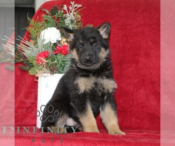Medium Photo #1 German Shepherd Dog Puppy For Sale in QUARRYVILLE, PA, USA