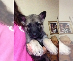 German Shepherd Dog Puppy for sale in S BRUNSWICK, NC, USA