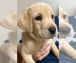 Small #2 Labrador Retriever