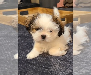 Shih Tzu Puppy for sale in COUNTRY CLUB, MO, USA