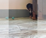 Small Photo #3 Bernese Mountain Dog Puppy For Sale in BREMEN, IN, USA