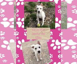 Mutt Dogs for adoption in Woodbury, NY, USA