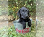 Small #1 Labrador Retriever