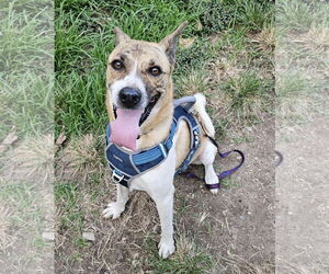 Carolina Dog-German Shepherd Dog Mix Dogs for adoption in Blacksburg, SC, USA