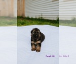 Small Photo #3 German Shepherd Dog Puppy For Sale in ROCKFORD, MI, USA