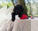 Small Photo #83 Goldendoodle Puppy For Sale in PIERSON, FL, USA