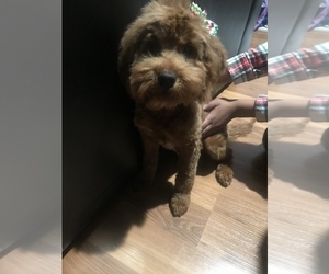 Goldendoodle-Poodle (Miniature) Mix Puppy for sale in BROWNSBURG, IN, USA