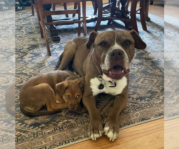 Medium Photo #4 Mutt Puppy For Sale in Laramie, WY, USA