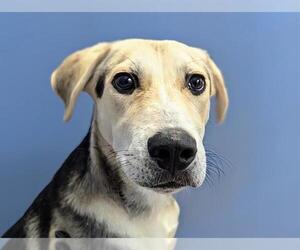 Labrador Retriever-Siberian Husky Mix Dogs for adoption in San Clemente, CA, USA