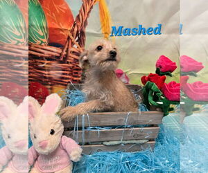 Poodle (Miniature)-Unknown Mix Dogs for adoption in Modesto, CA, USA