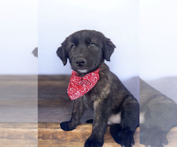 Medium Photo #2 Mutt Puppy For Sale in Menifee, CA, USA