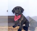 Small #1 Mutt