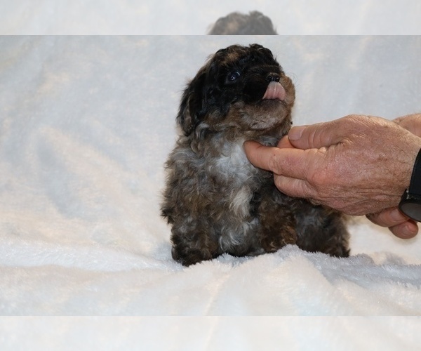 Medium Photo #13 ShihPoo Puppy For Sale in DYERSBURG, TN, USA