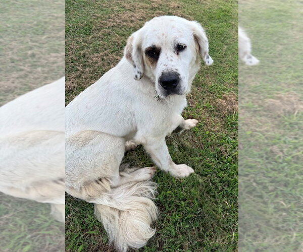 Medium Photo #2 Anatolian Pyrenees Puppy For Sale in Evansville, IN, USA