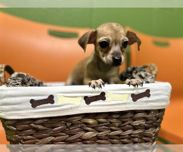 Medium Photo #1 Chihuahua Puppy For Sale in Temple, TX, USA