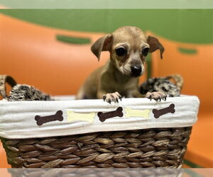 Chihuahua Dogs for adoption in Temple, TX, USA