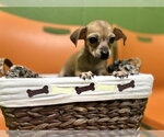 Small Chihuahua