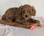 Small Photo #46 Cavapoo (Miniature) Puppy For Sale in GOSHEN, IN, USA