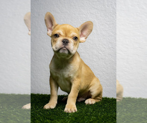 French Bulldog Puppy for sale in ST PETERSBURG, FL, USA