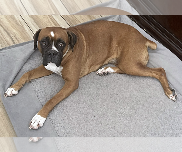 Medium Photo #2 Boxer Puppy For Sale in  Katy, TX, USA