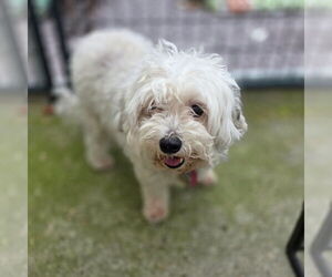 Maltese-Unknown Mix Dogs for adoption in Chico, CA, USA