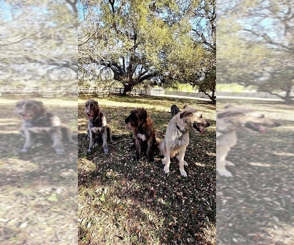 Medium Photo #8 Irish Wolfhound Puppy For Sale in MATHIS, TX, USA