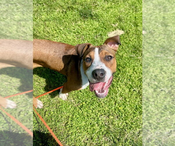 Medium Photo #27 Boxador Puppy For Sale in Brewster, NY, USA