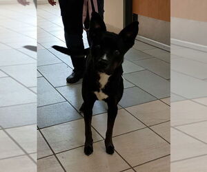 Labrador Retriever-Unknown Mix Dogs for adoption in Virginia Beach, VA, USA