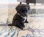 Puppy Pringle Aussie-Poo