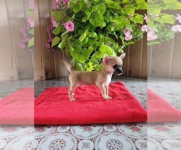 Medium Photo #1 Chihuahua Puppy For Sale in NEW HAVEN, IN, USA
