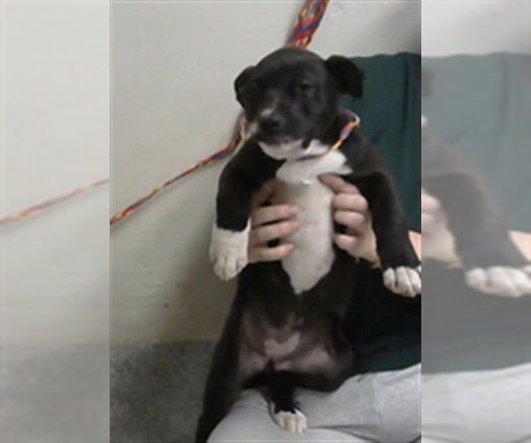 Medium Photo #1 American Pit Bull Terrier-Unknown Mix Puppy For Sale in Pasadena, TX, USA