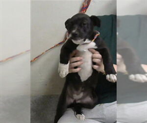 American Pit Bull Terrier-Unknown Mix Dogs for adoption in Pasadena, TX, USA