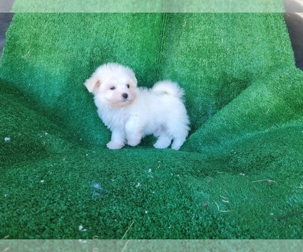 Medium Photo #5 Mal-Shi Puppy For Sale in SANTA CLARITA, CA, USA