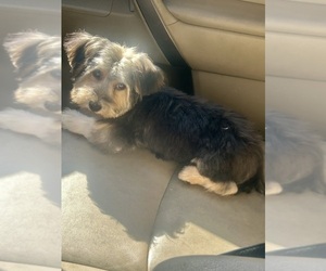 Yorkiepoo mix (+ Poodle Toy) Puppy for sale in LAKEWOOD, CA, USA